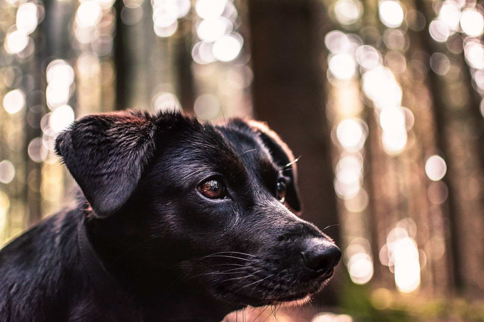 Hundestimme – Manuela Wagner Problemhundetherapie & Hundeerziehung